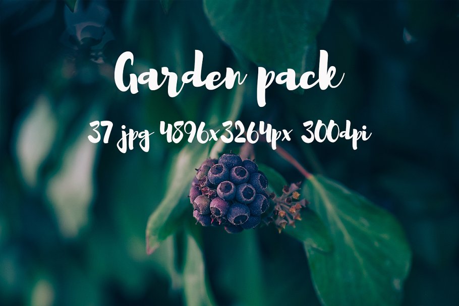 花园花卉植物高清照片素材 Garden photo Pack III插图(11)