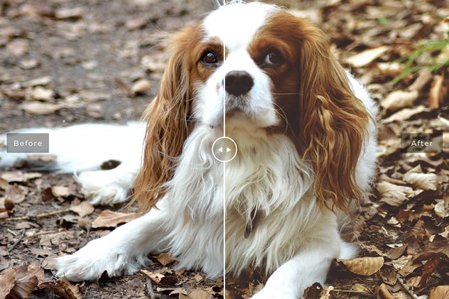 可爱宠物摄影照片处理效果PS滤镜插件 Pet Photoshop Actions Collection插图(2)