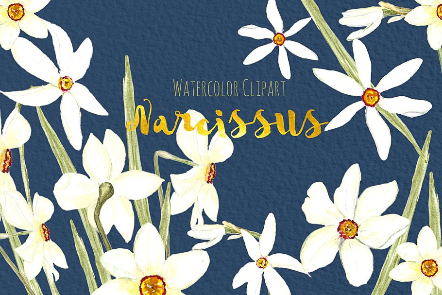 白水仙水彩剪贴画 White Narcissus Watercolor clipart插图