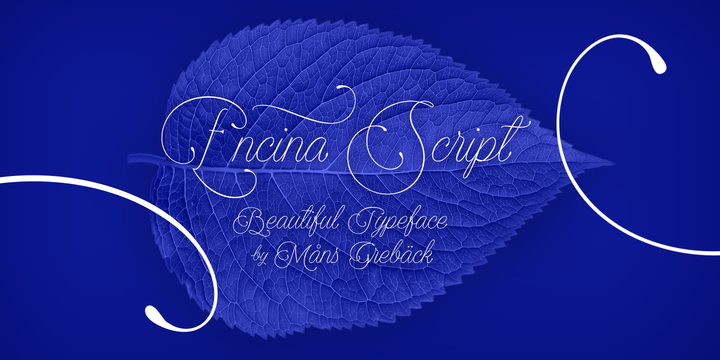 优雅自然英文书法字体 Encina Script Font Family插图