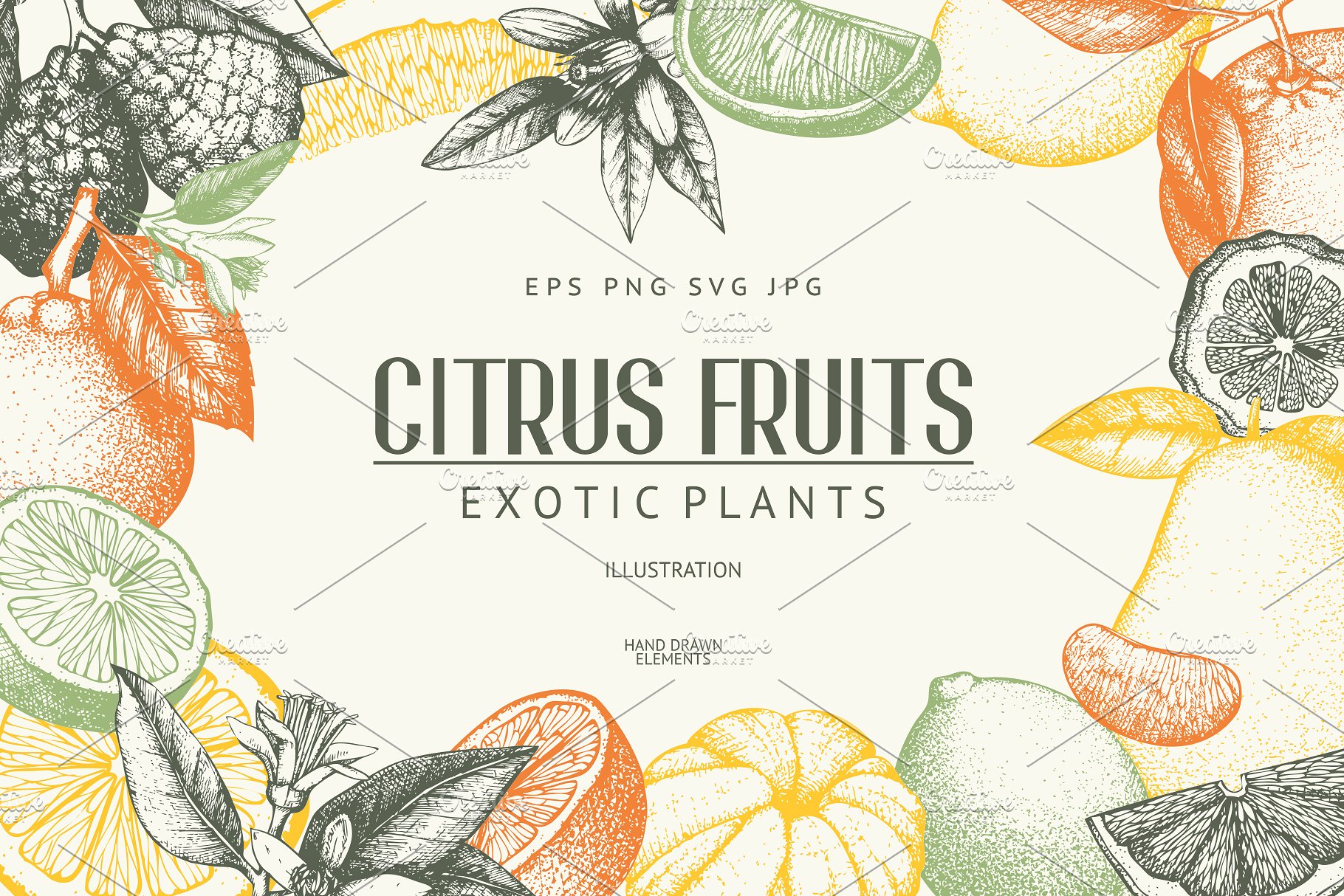 矢量柑橘水果插图 Vector Citrus Fruits Illustrations插图