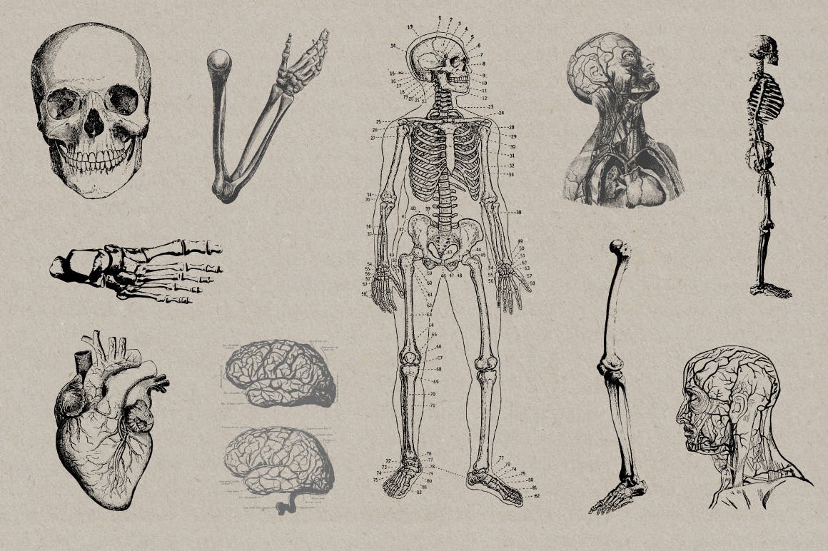 50个老式人体解剖矢量插图 Vintage Anatomy Vectors插图(2)