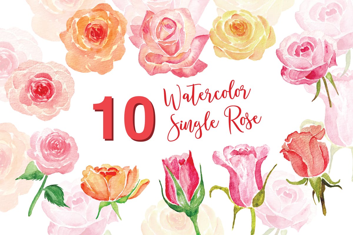 10个单株玫瑰水彩插画素材 10 Watercolor Single Rose Illustration插图