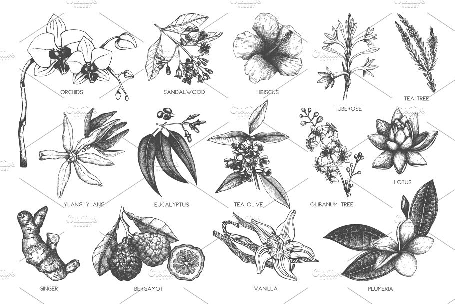 复古风奇花异草设计素材集 Vinatge Exotic Plants & Flowers Set插图(2)