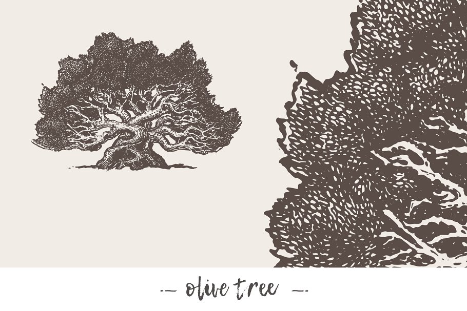 各种树木手绘矢量图形合集 Big collection of high detail trees插图(6)