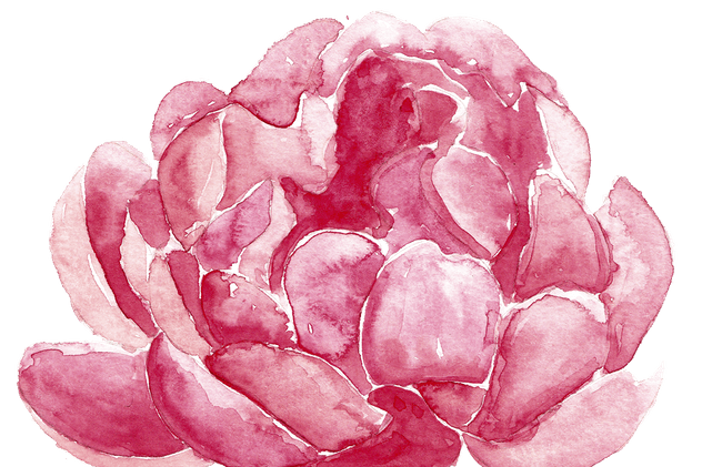 牡丹花环 花束水彩手绘插画剪贴画素材watercolor Peonies Wreaths Bouquets 非凡素材网