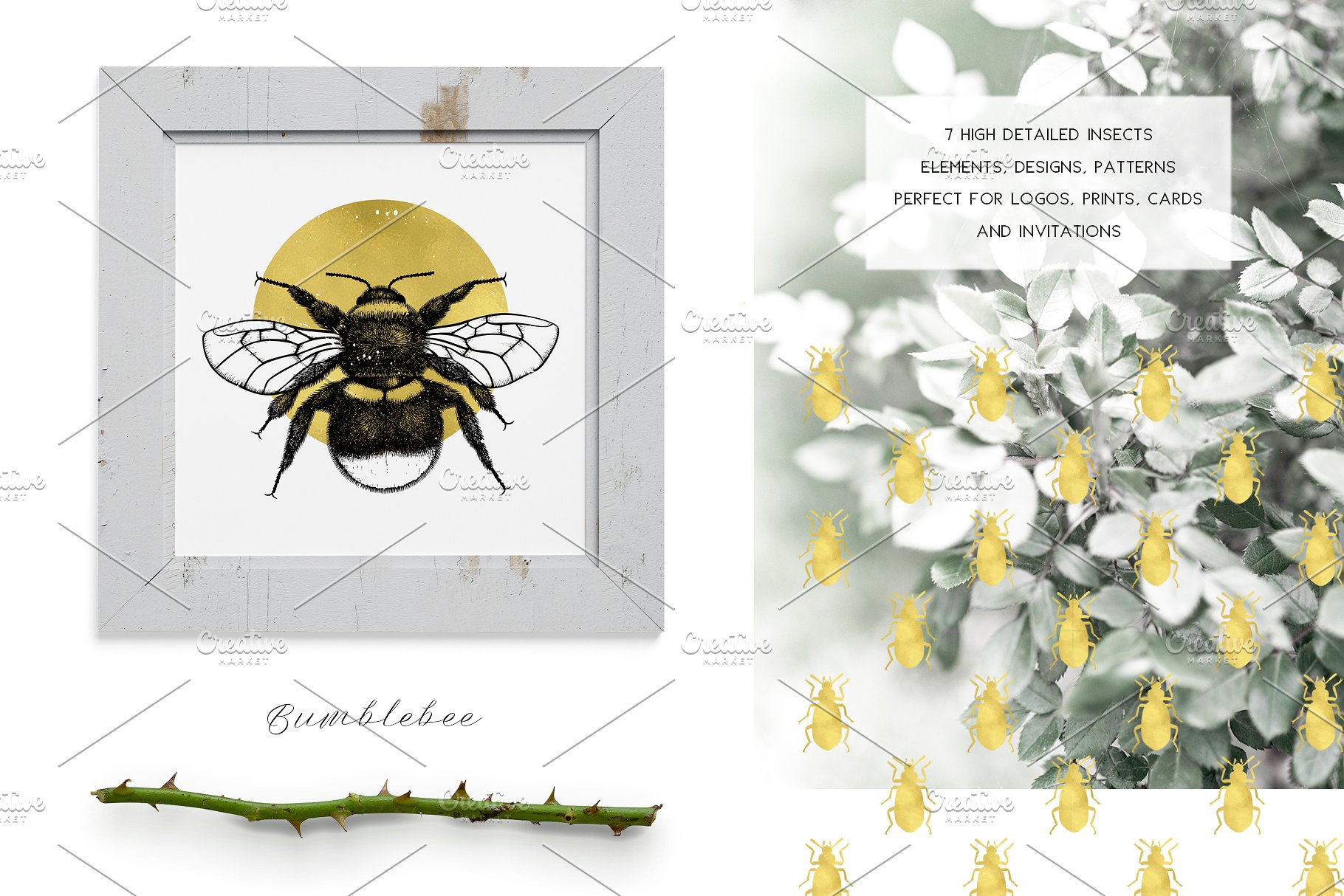 昆虫矢量插图集 Vector Insects Illustrations Set插图(2)