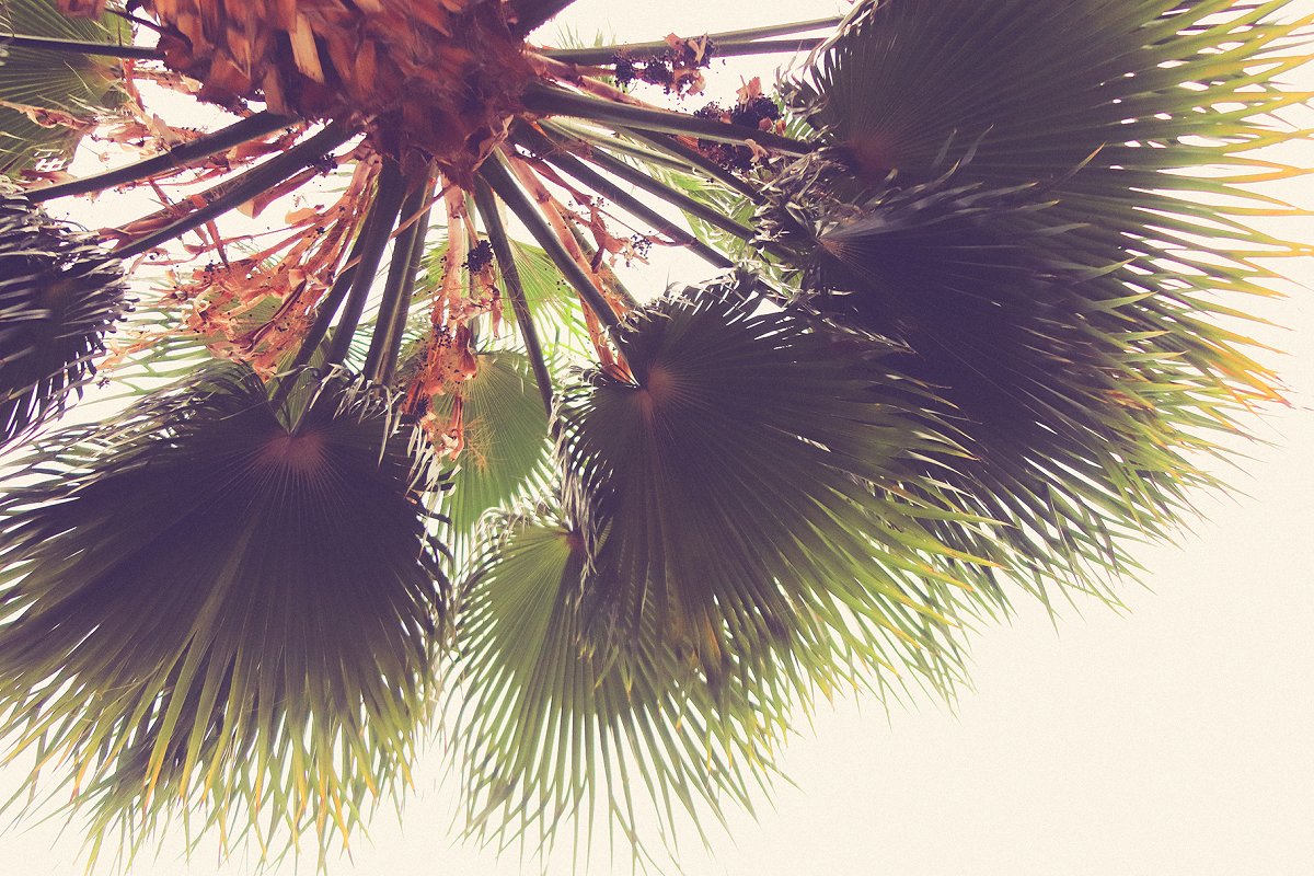 热带植物棕榈叶纹理背景插图(1)