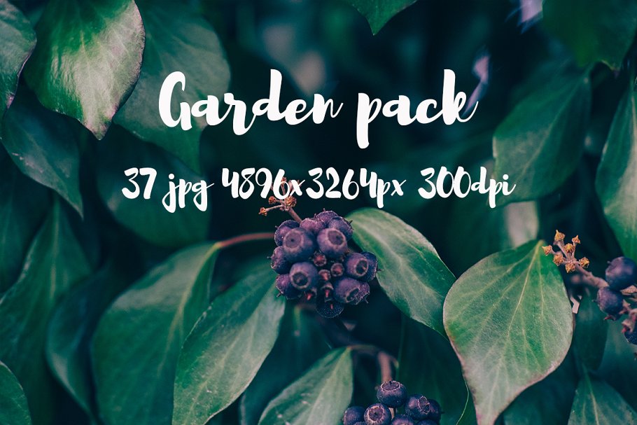花园花卉植物高清照片素材 Garden photo Pack III插图(10)