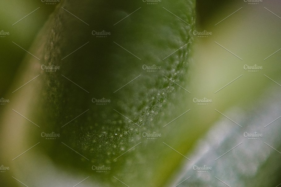 植物花卉特写镜头高清照片素材 Organic 2插图(15)