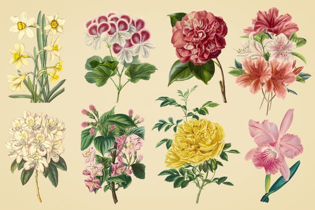 复古花卉矢量插画素材 Vintage Illustrations of Flowers插图(6)