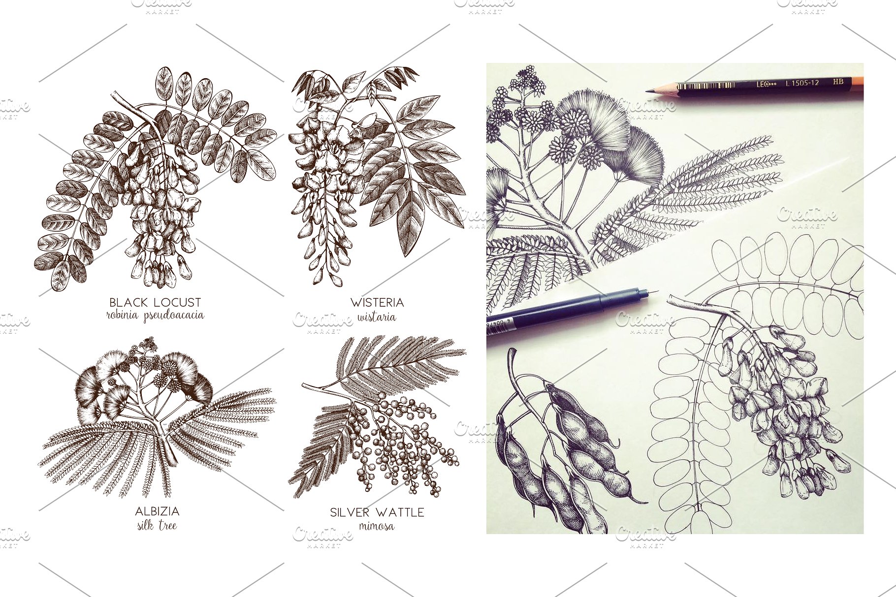 豆科植物和灌木手绘素描插画素材 Legumes Trees in Flowers Set插图(2)