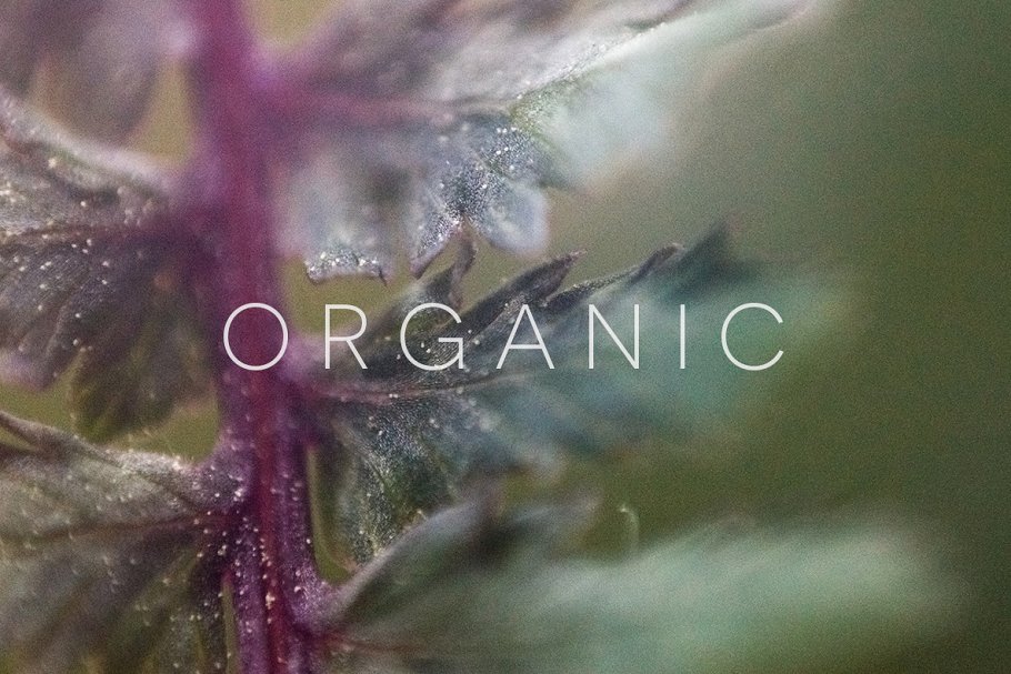 20张高清分辨率花卉植物特写镜头照片 Organic插图(1)