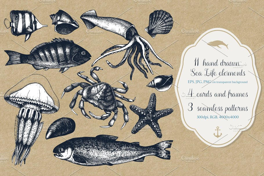 海洋生活矢量图形素材 Vector Sea Life Illustrations Set插图(6)