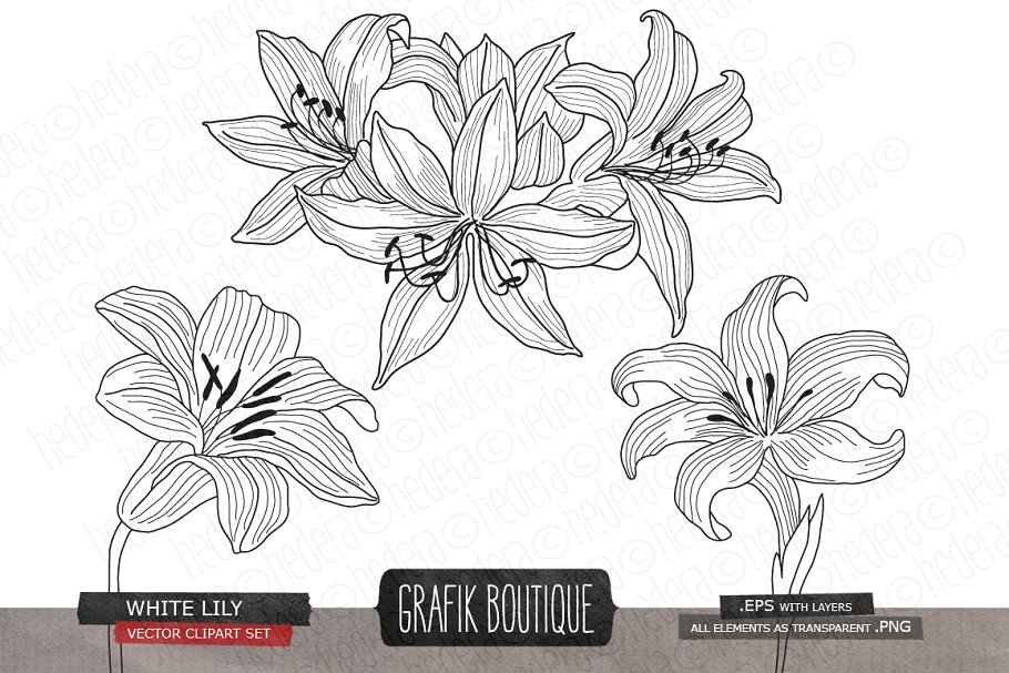 白百合&剑兰水彩剪贴画 White lily gladiolus amaryllis插图(2)