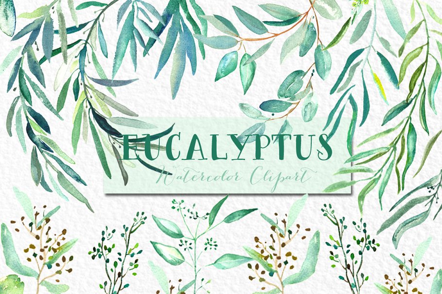 桉树叶水彩剪贴画&水彩装饰字体 Eucalyptus. Watercolor clipart.插图(4)