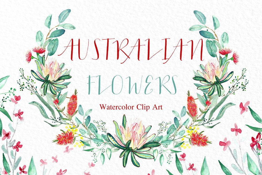 澳大利亚水彩花卉插画 Australian flowers watercolors插图(5)