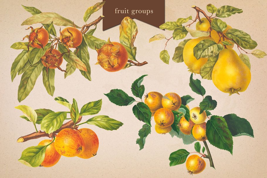 旧书水果插画素材集 Cider House Apple & Pear Graphics插图(7)