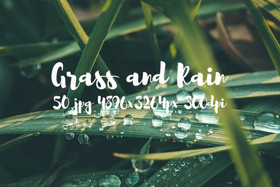 草与雨主题高清照片素材 Grass and rain photo pack插图