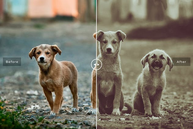 可爱宠物摄影照片处理效果PS滤镜插件 Pet Photoshop Actions Collection插图(6)