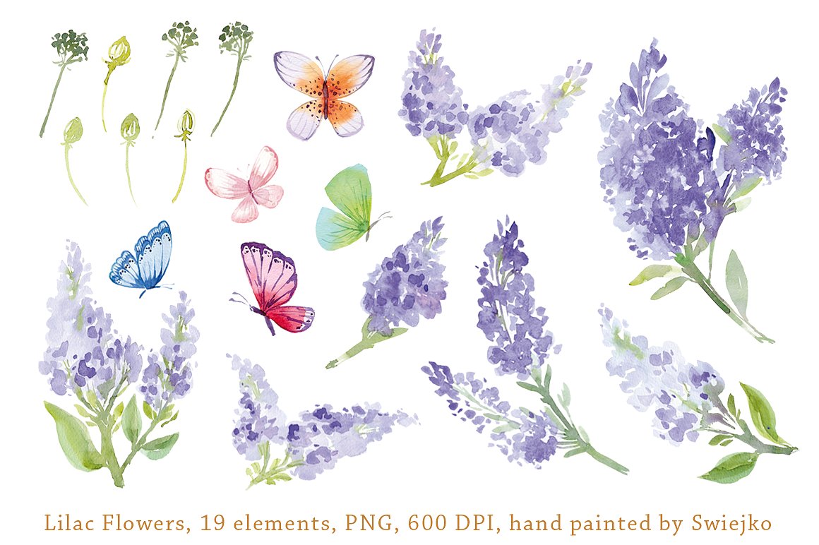 丁香花与蝴蝶水彩剪贴画 Watercolor Lilac Flowers, Butterfly插图(1)