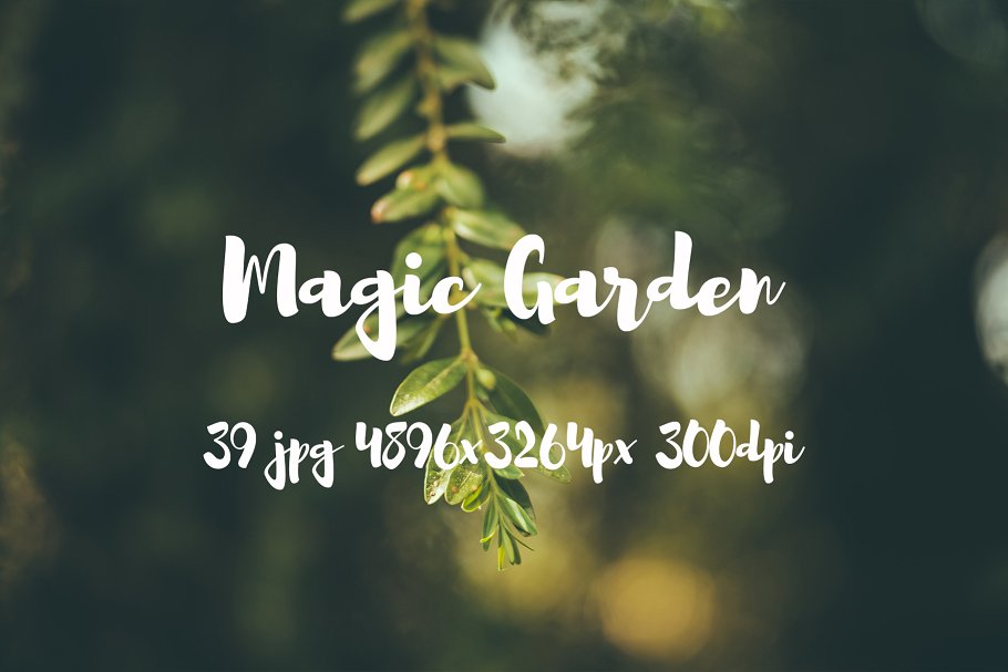 秘密花园花卉植物高清照片素材 Magic Garden photo pack插图(1)