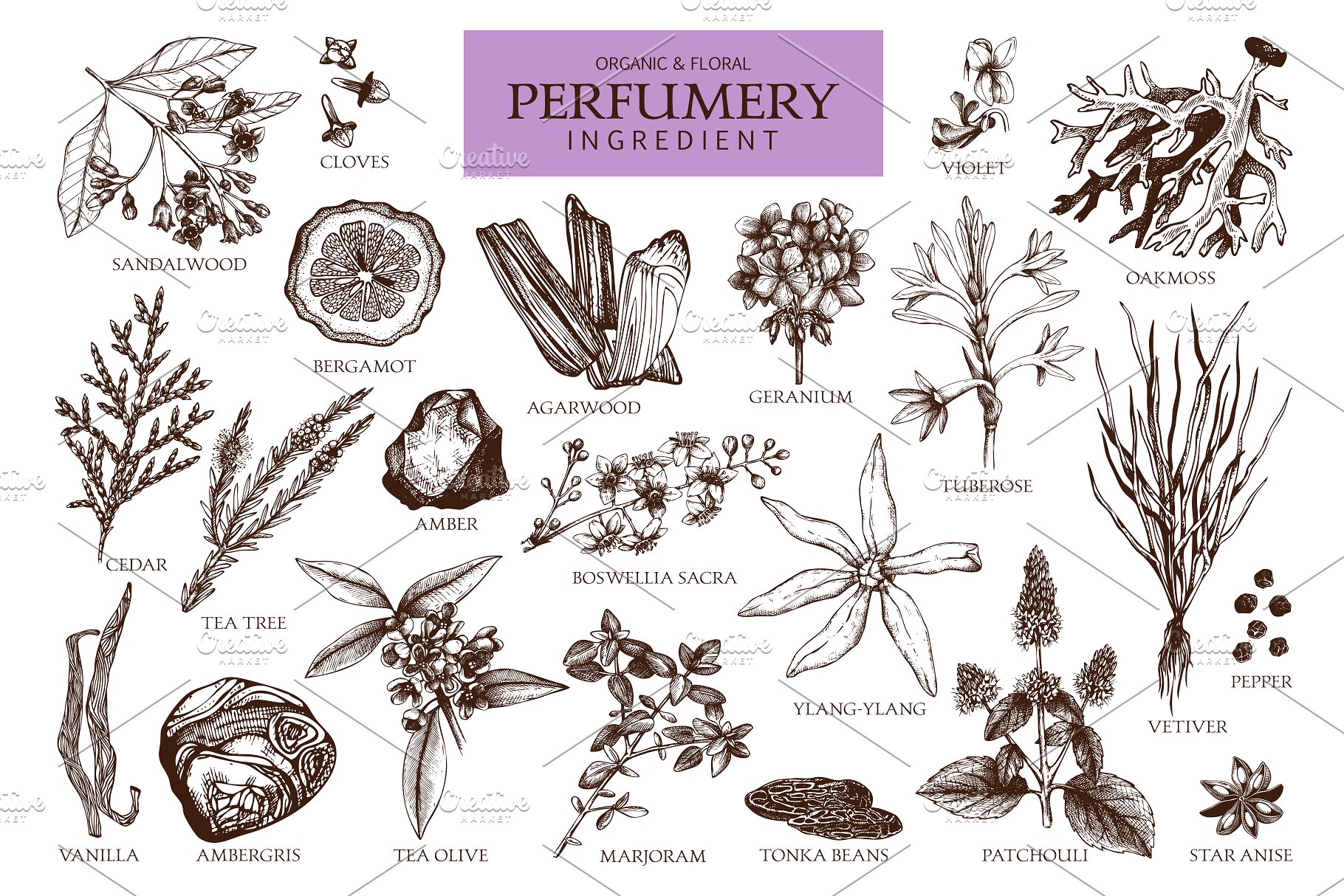 香水及化妆品配料元素集 Perfume & Cosmetic Ingredients Set插图(2)