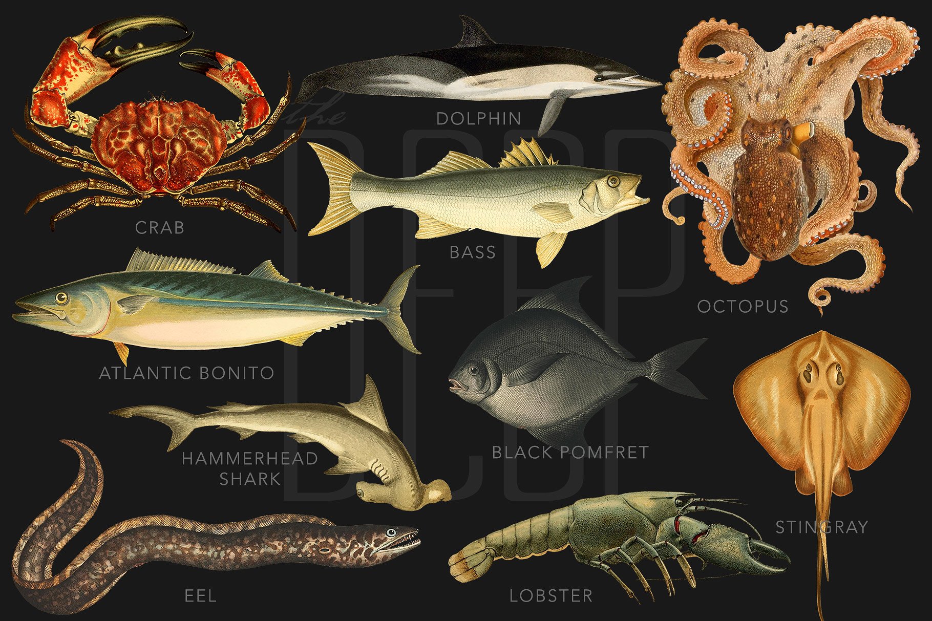 40年代复古深海类海洋生物科学插图 The Deep Sea Creature Illustrations插图(1)