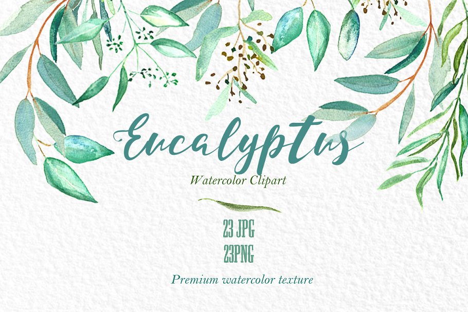 桉树叶水彩剪贴画&水彩装饰字体 Eucalyptus. Watercolor clipart.插图(9)