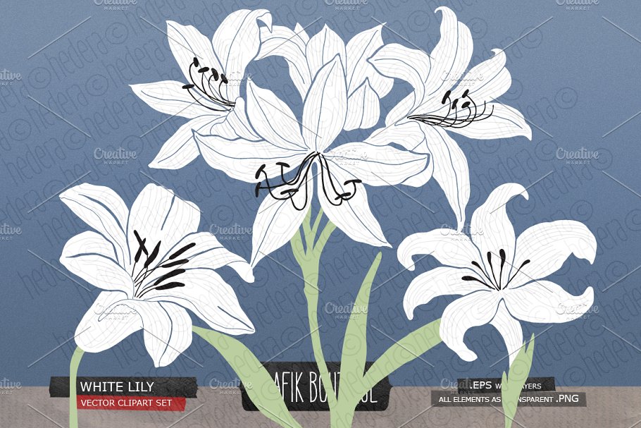 白百合&剑兰水彩剪贴画 White lily gladiolus amaryllis插图