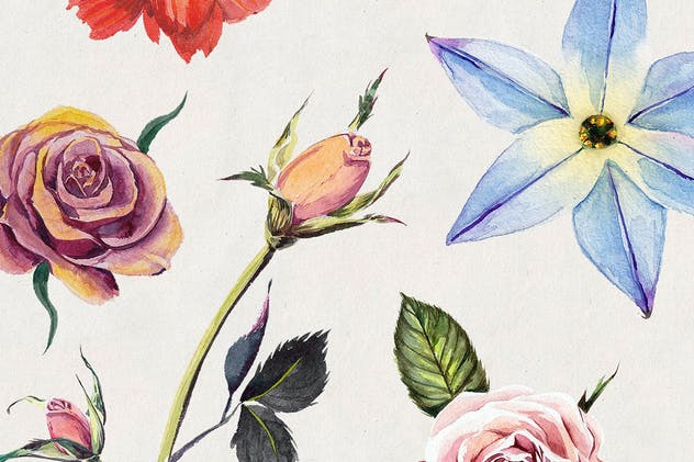 高品质水彩花卉插画合集 Florist: Watercolor Flowers Set插图(2)