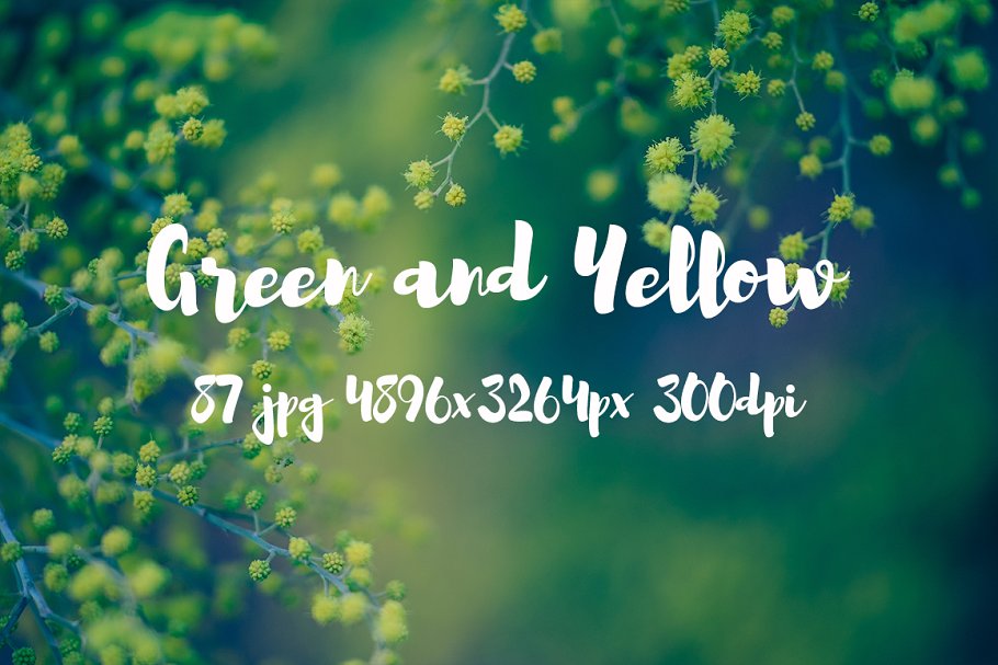 绿色和黄色植物花卉摄影照片集 Green and yellow photo pack插图(17)