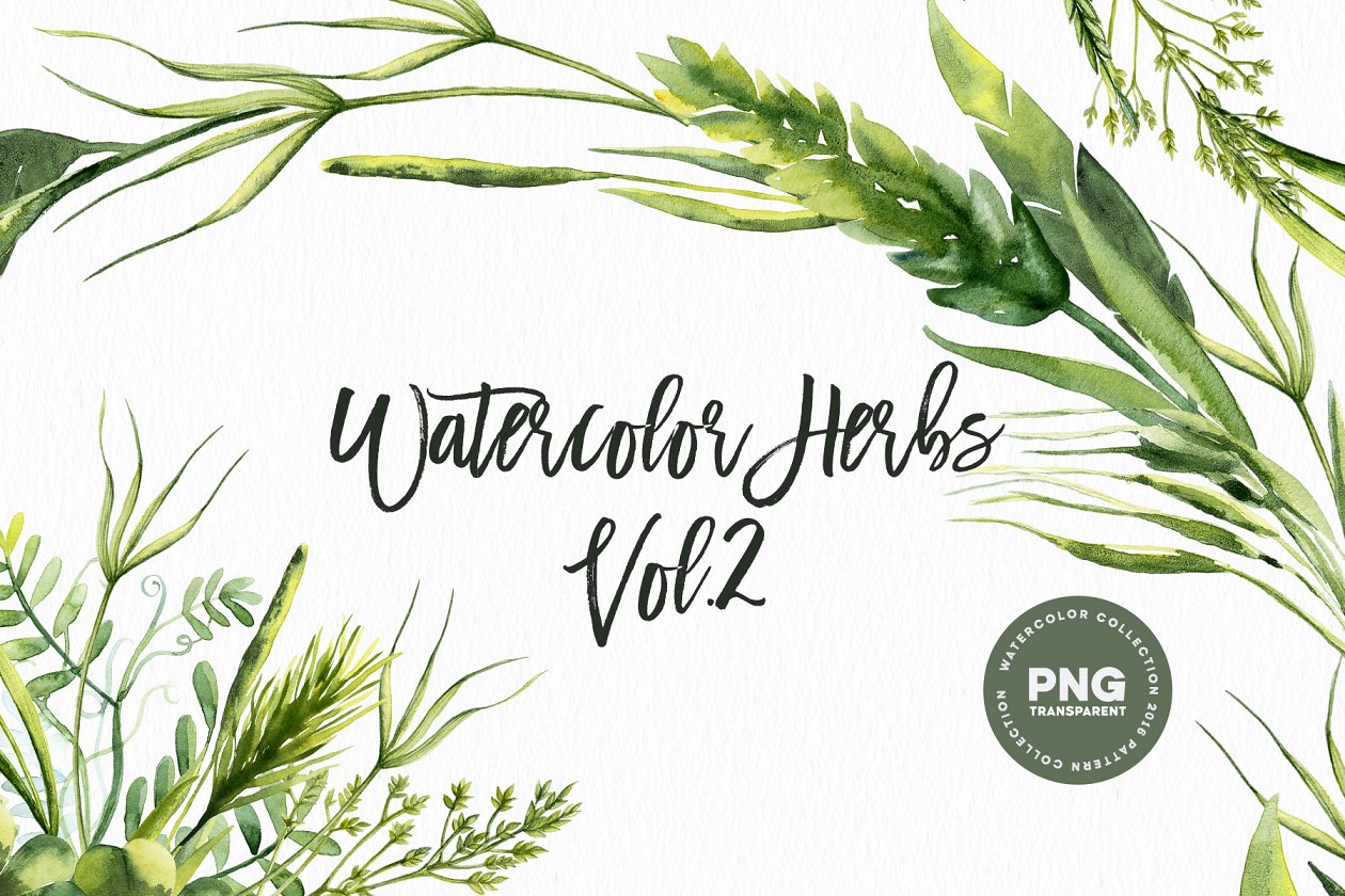草本药草水彩插画素材 Watercolor Herbs Vol.2插图