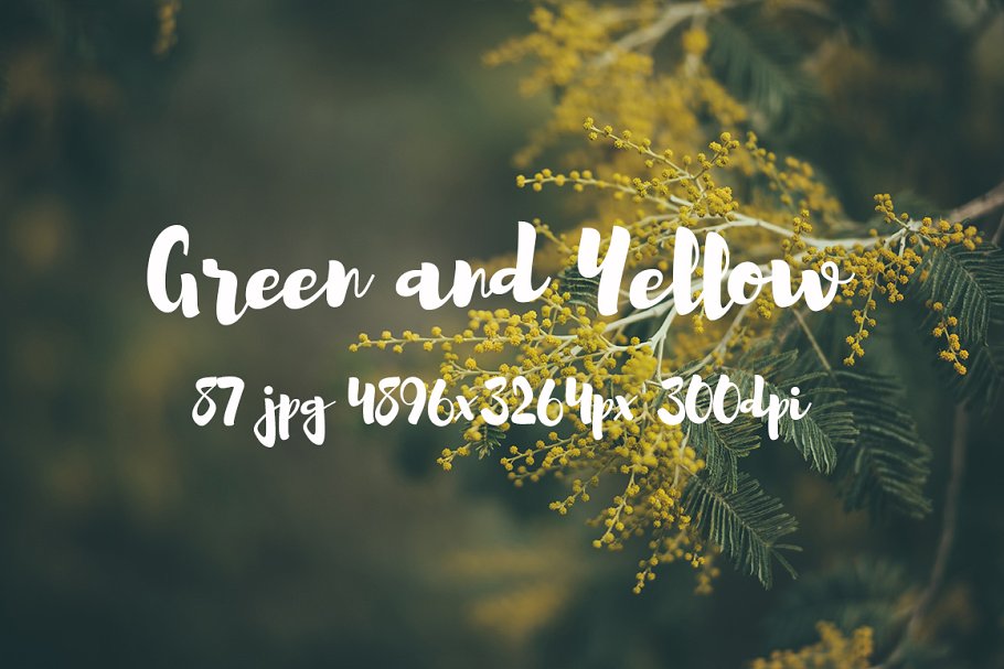 绿色和黄色植物花卉摄影照片集 Green and yellow photo pack插图(21)