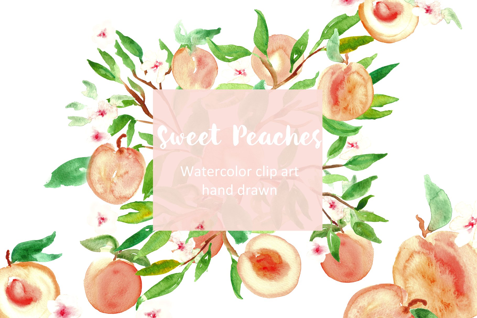水蜜桃水彩剪贴画 Peach. Watercolor clipart.插图(2)
