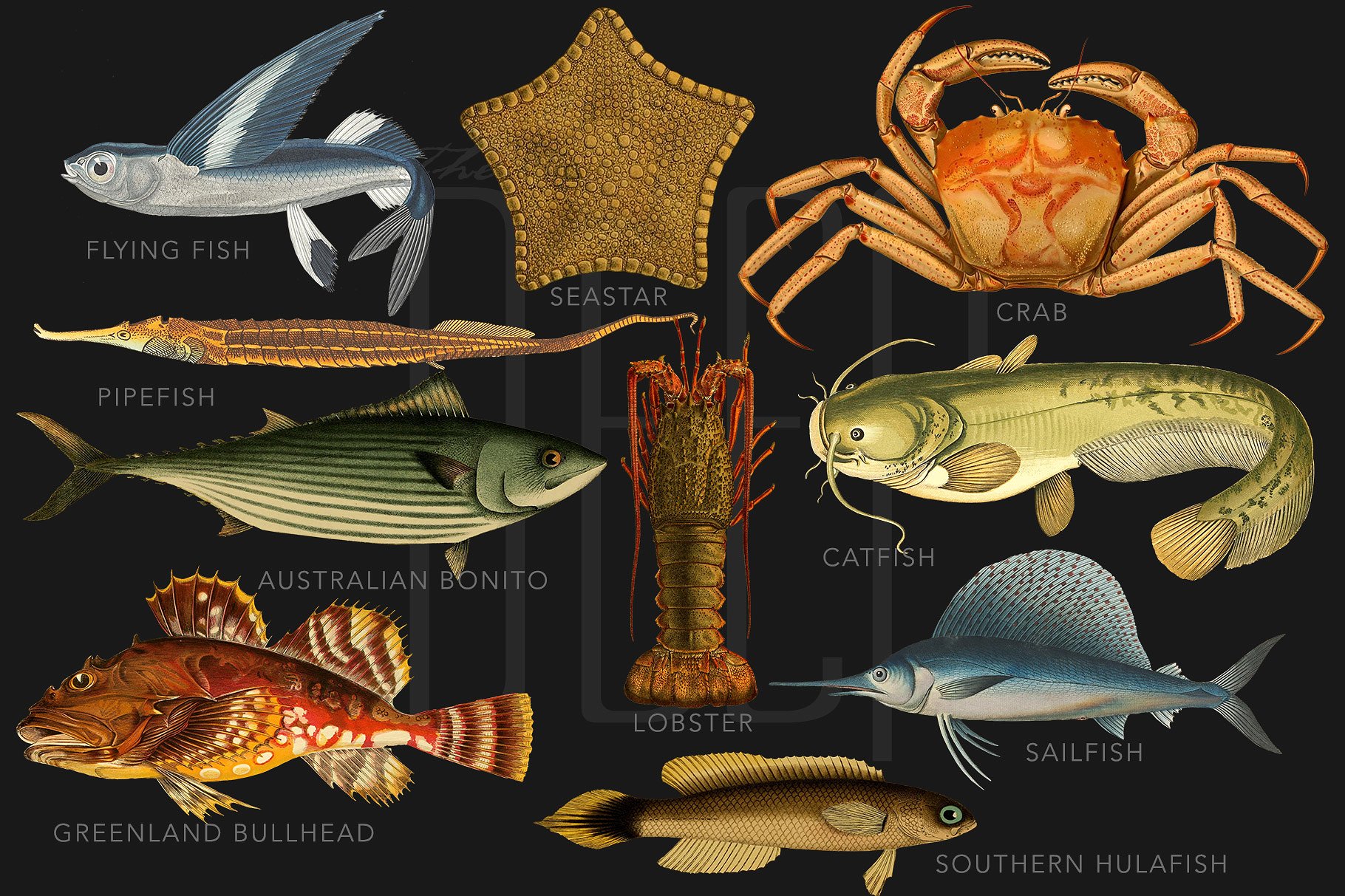 40年代复古深海类海洋生物科学插图 The Deep Sea Creature Illustrations插图(2)