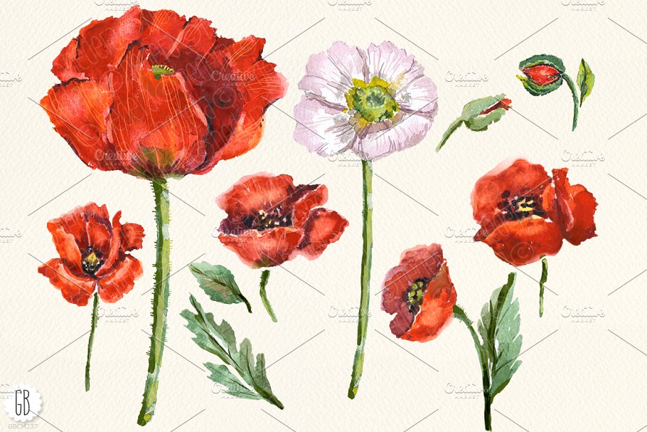 深红色罂粟花水彩剪贴画 Aquarelle watercolor red wild poppy插图(2)