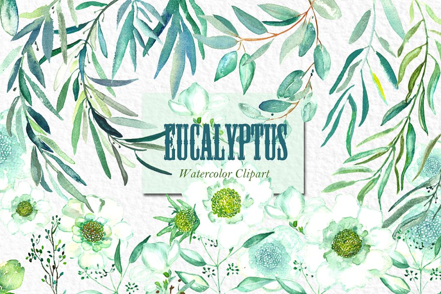 桉树叶水彩剪贴画&水彩装饰字体 Eucalyptus. Watercolor clipart.插图(6)