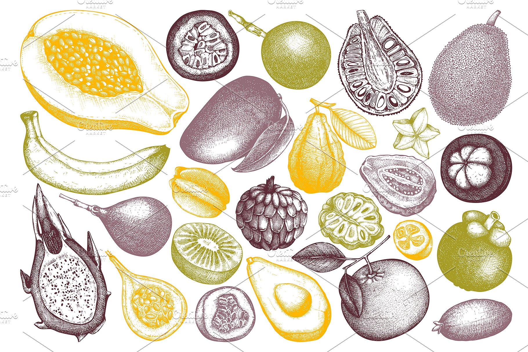 热带亚热带水果矢量图形套装 Vector Exotic Fruits & Plans Set插图(1)
