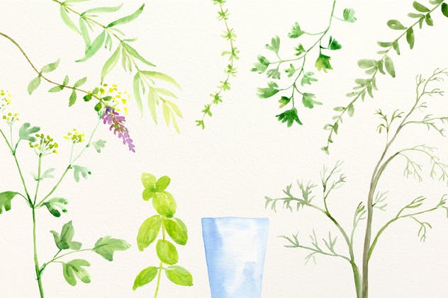 绿色草本植物水彩剪贴画插画合集 Watercolor Herb Collection插图(4)