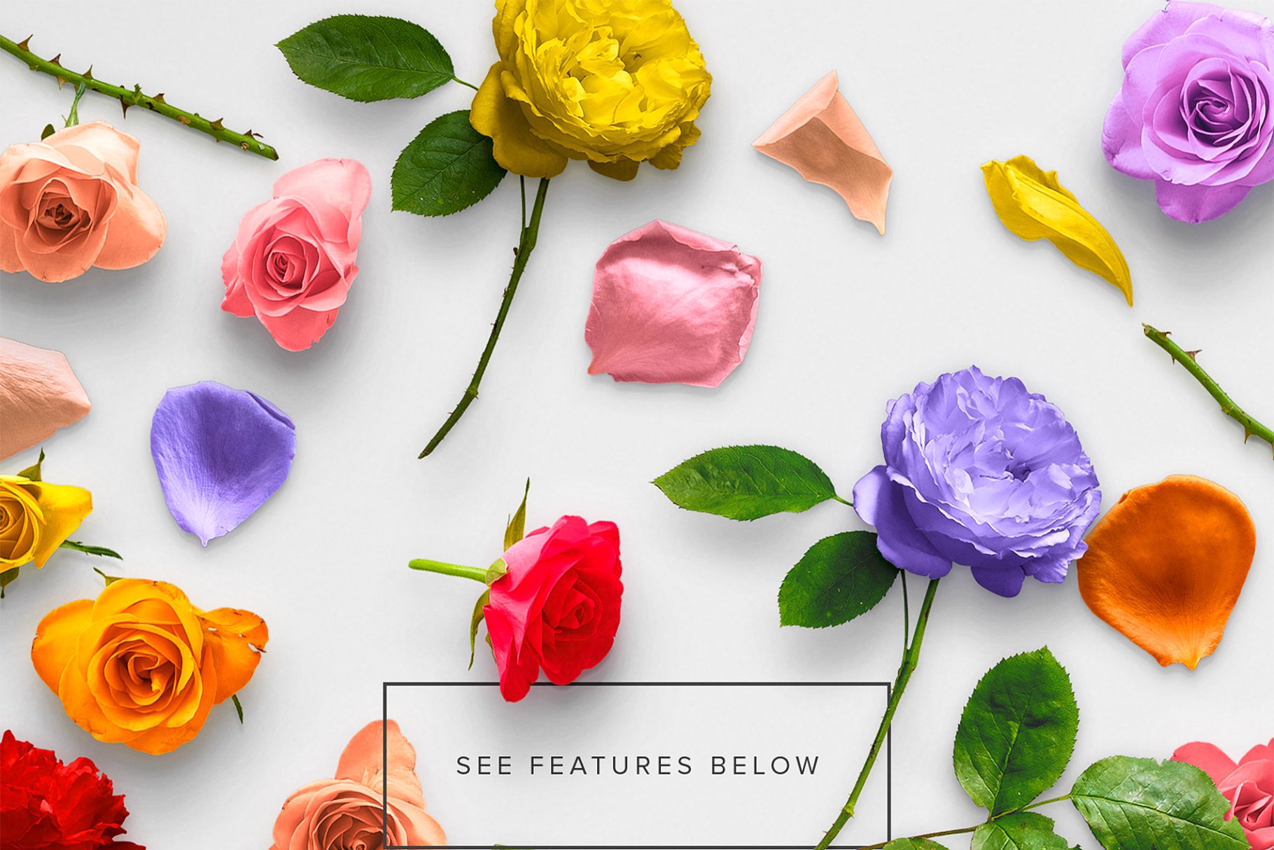 真实玫瑰花语场景设计素材包 Floral Roses Collection – CS插图(1)