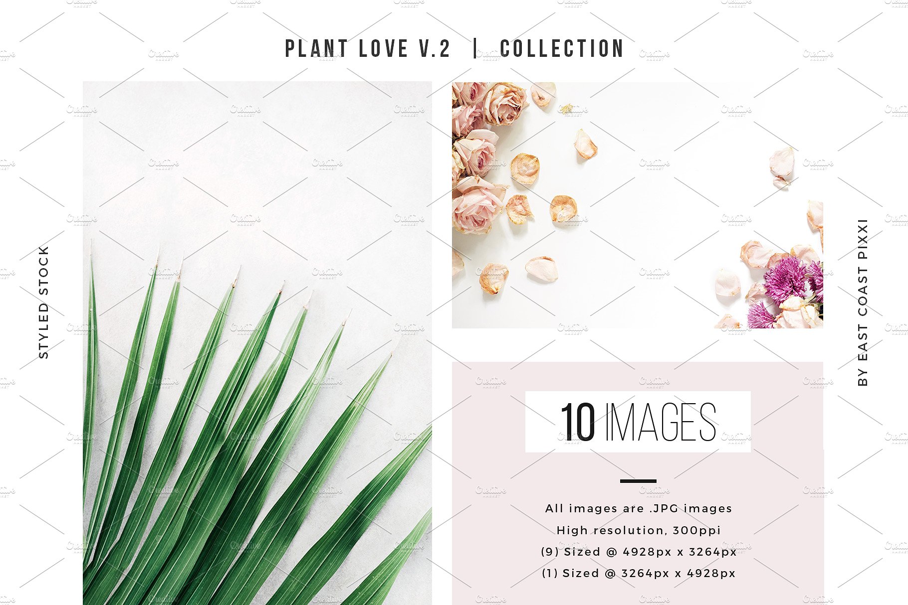 多风格植物叶子元素纹理 Plant Love V.2  Styled Stock Set插图(5)