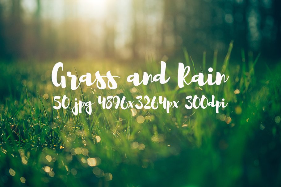 草与雨主题高清照片素材 Grass and rain photo pack插图(3)