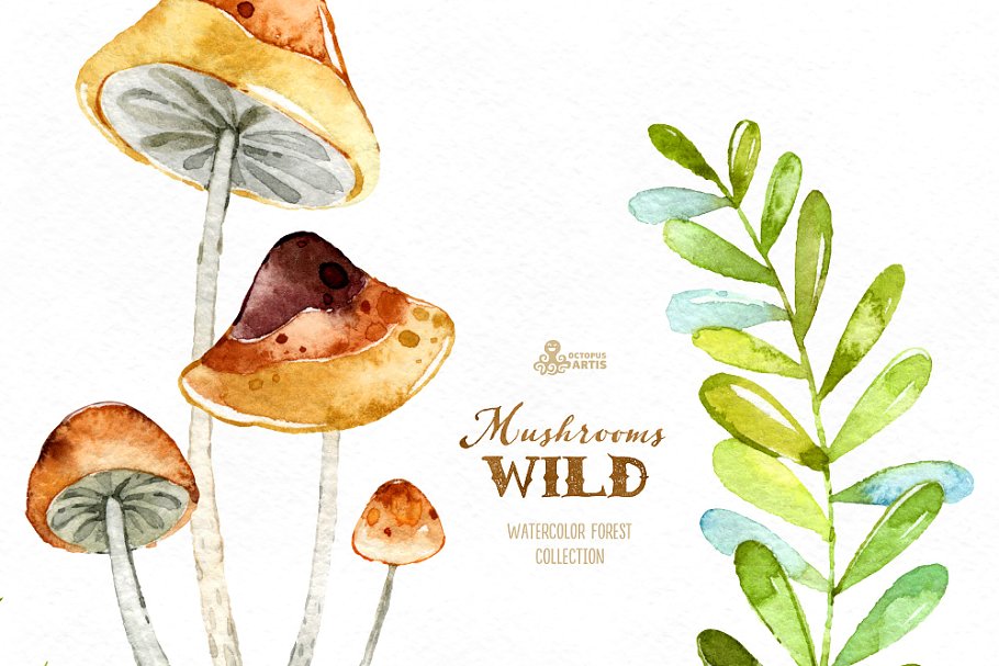 野生蘑菇森林元素素材集 Wild Mushrooms. Forest Collection插图(5)