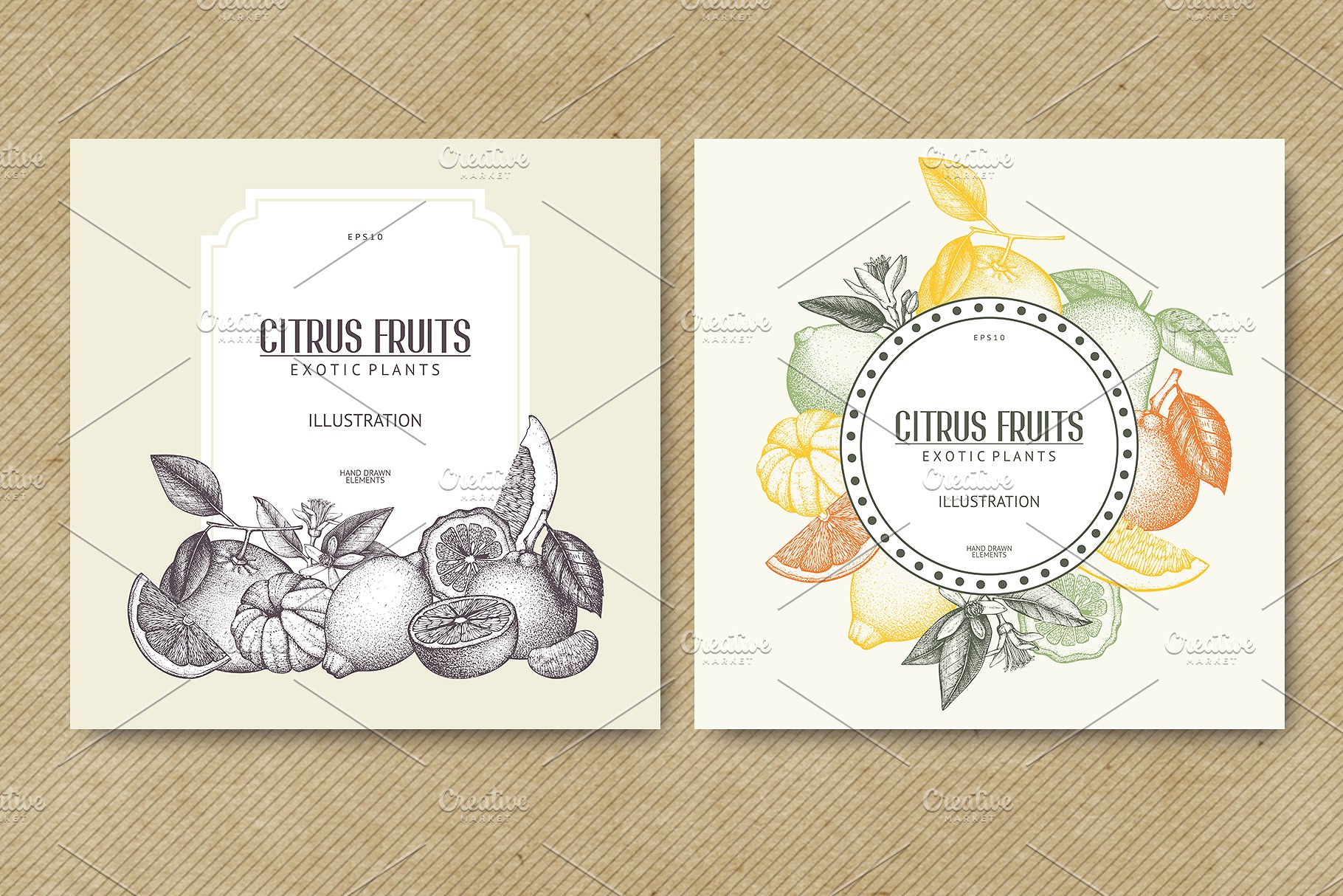 矢量柑橘水果插图 Vector Citrus Fruits Illustrations插图(3)