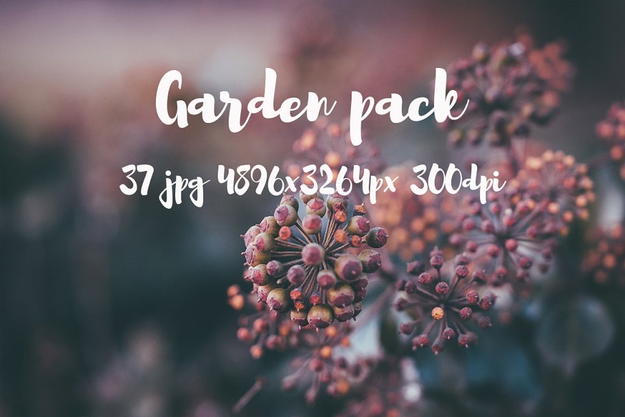 花园花卉植物高清照片素材 Garden photo Pack III插图(3)