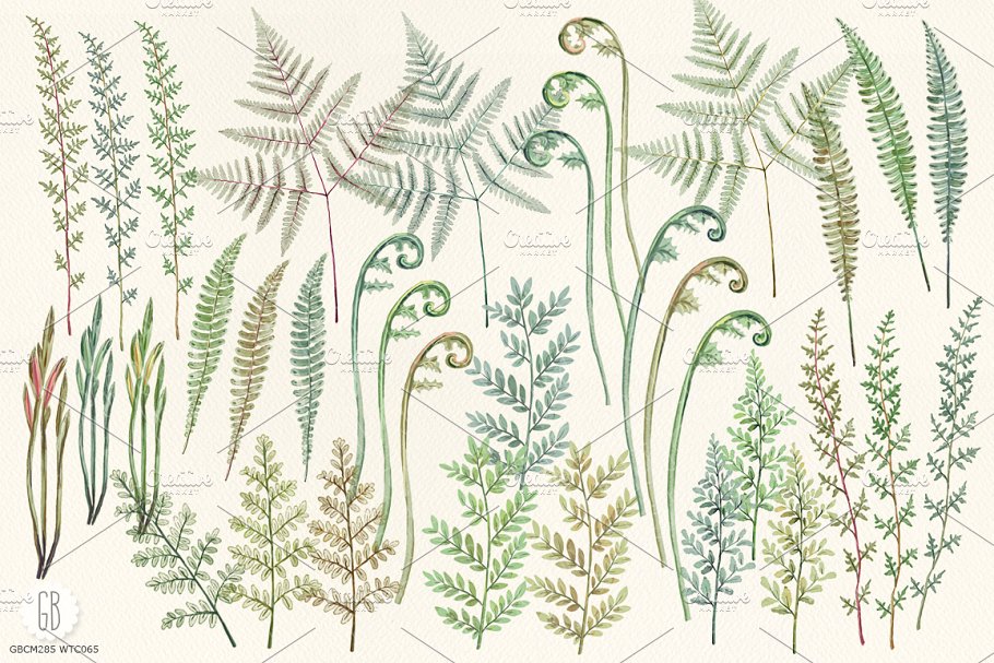 蕨类植物水彩画素材 Watercolor fern art插图(1)