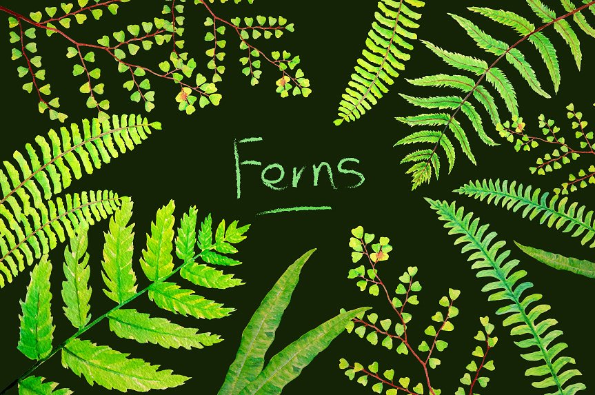6款水彩手绘绿植蕨叶剪贴画 Watercolor Clipart Fern Leaves插图