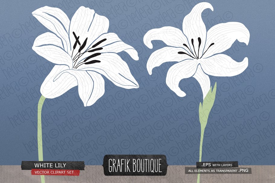 白百合&剑兰水彩剪贴画 White lily gladiolus amaryllis插图(1)