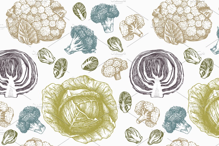 复古蔬菜卷心菜矢量插图合集 Vector Vegetables – Cabbage Set插图(4)